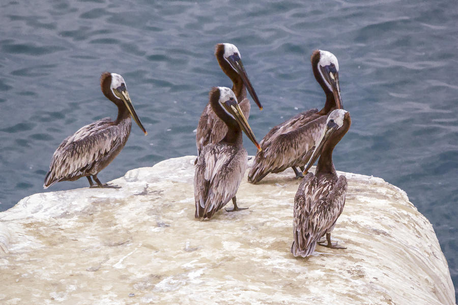 Synchronized Pelicans  Digital Art by Photographic Art by Russel Ray Photos