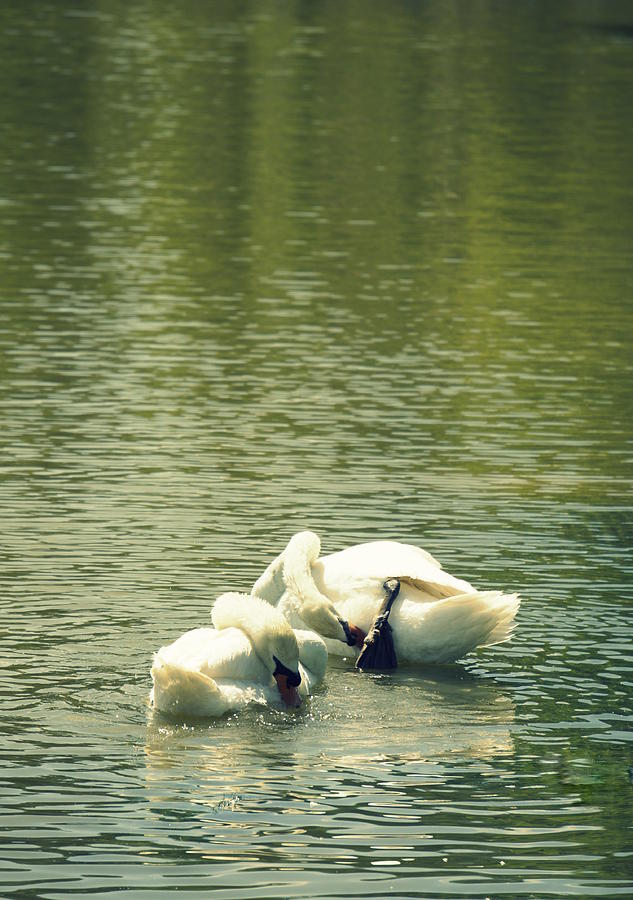 Swan Photograph - Synchronized Swan Bath by Laurie Perry