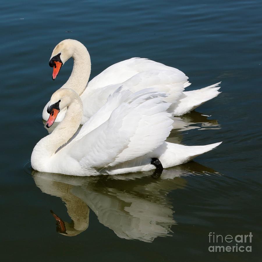 Synchronized Swans Photograph by Carol Groenen