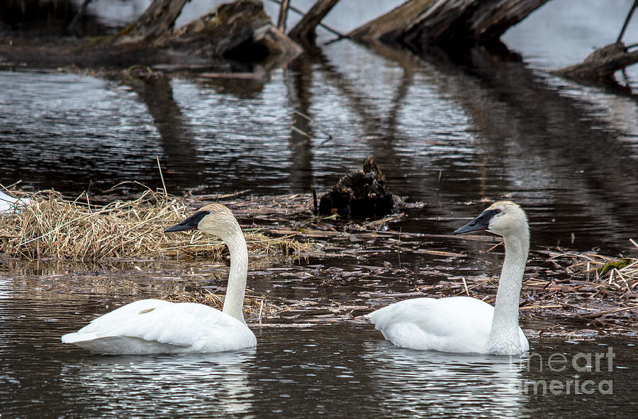 Synchronized Swans Photograph by Cheryl Baxter