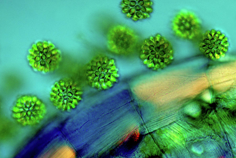 Synurid Algae Photograph by Marek Mis