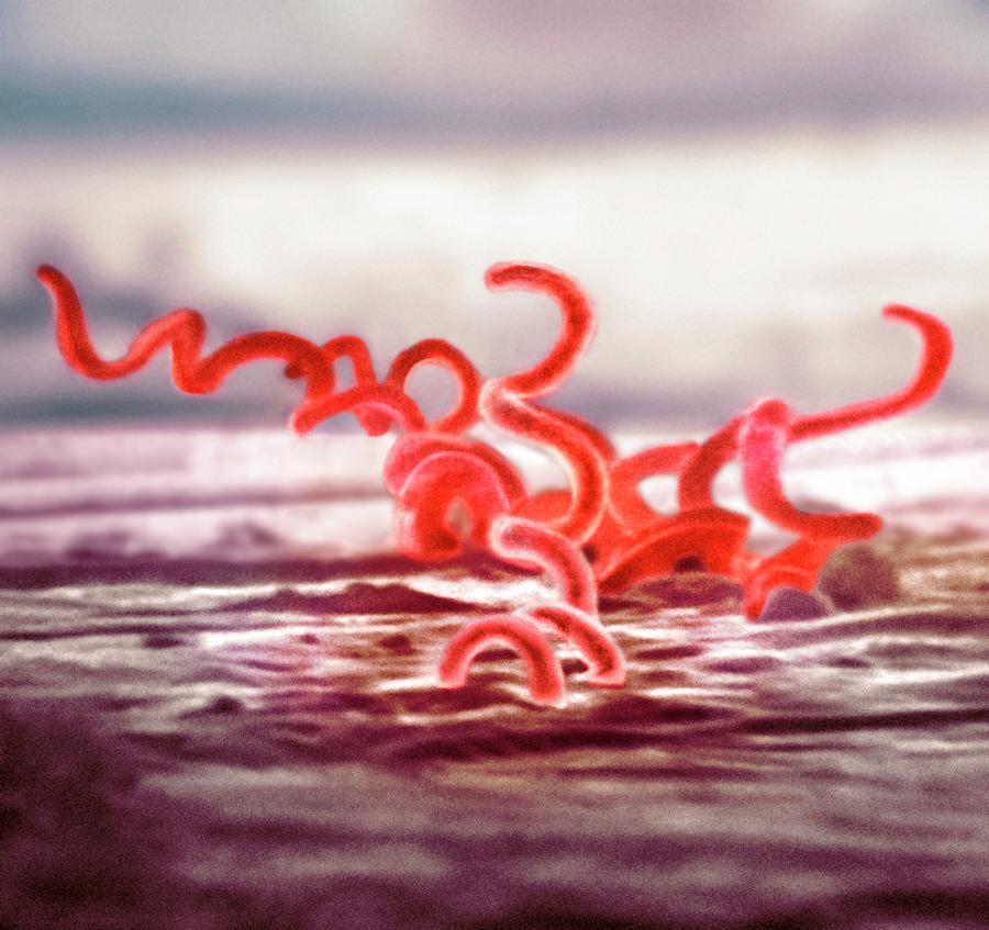 Treponema Pallidum Photograph - Syphilis Bacteria by Cdc
