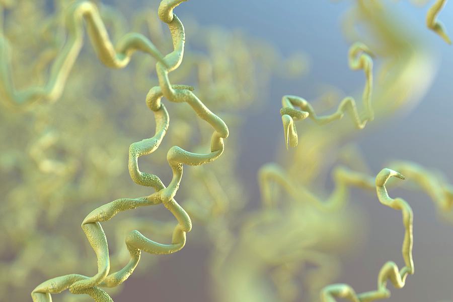 Syphilis Bacteria Photograph by Tim Vernon