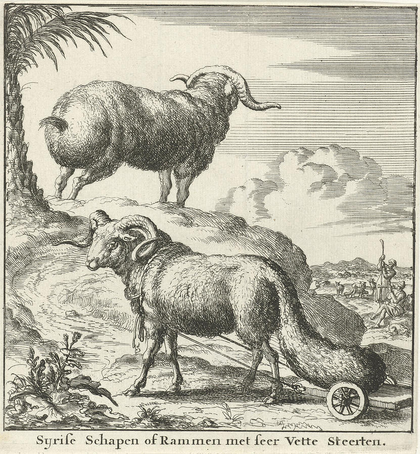 Sheep Drawing - Syrian Sheep Or Ram, Jan Luyken, Willem Goeree by Jan Luyken And Willem Goeree