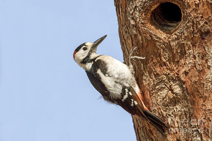 Syrian Woodpecker Dendrocopos syriacus Photograph by Eyal Bartov