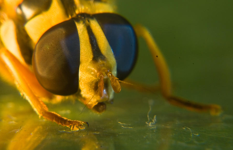 Insects Photograph - Syrphid Eyes and Antennae by Douglas Barnett