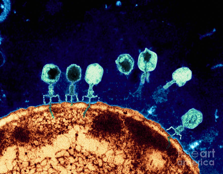 Bacteriophage Photograph - T-bacteriophages and e-coli by Eye Of Science