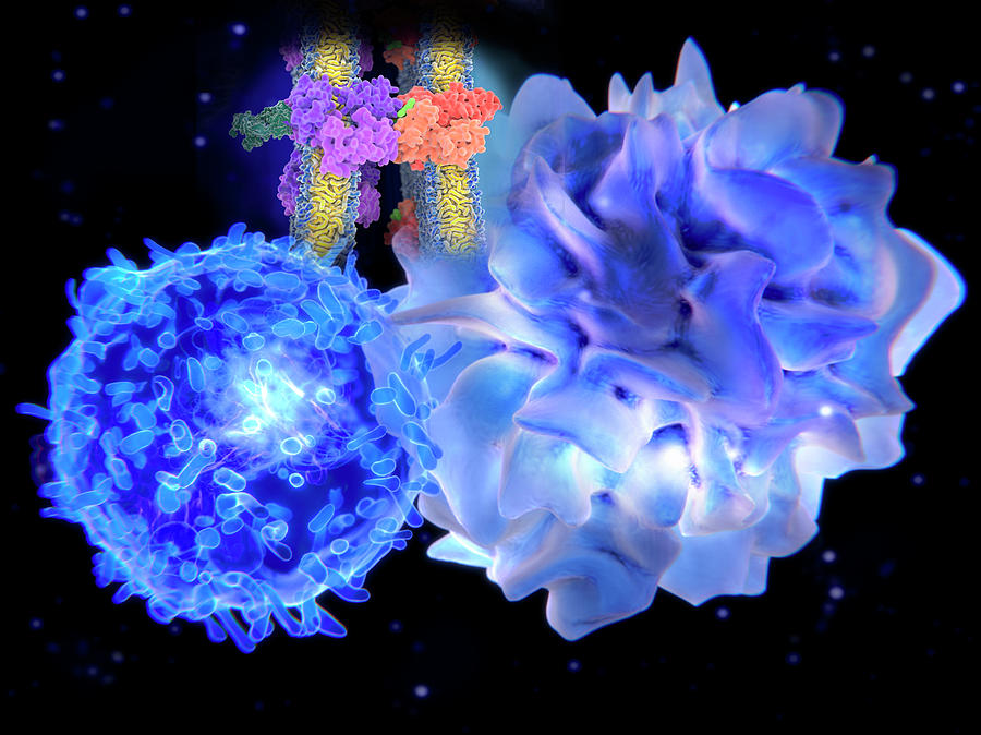 T-cell And Dendritic Cell Interacting Photograph by Juan Gaertner