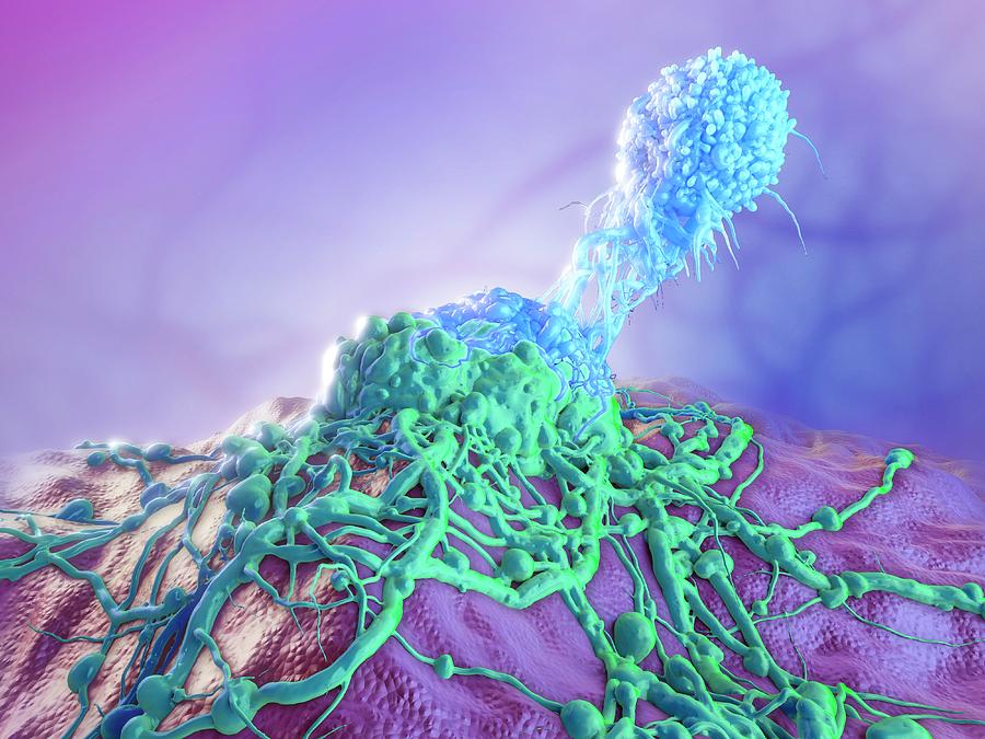 T-cell Attacking Cancer Cell Photograph by Maurizio De Angelis/science Photo Library