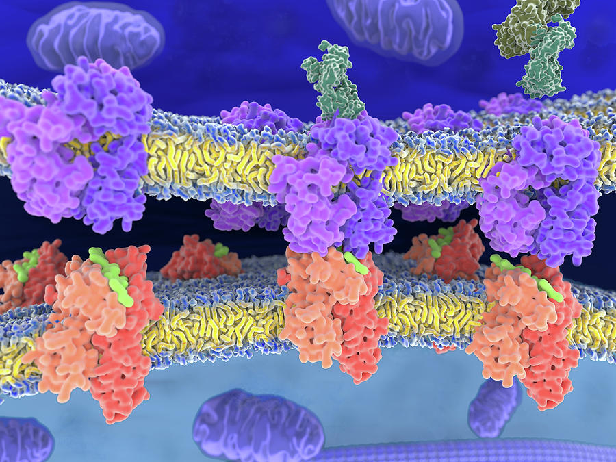 T-cell Receptor In Complex With The Mhc Photograph by Juan Gaertner