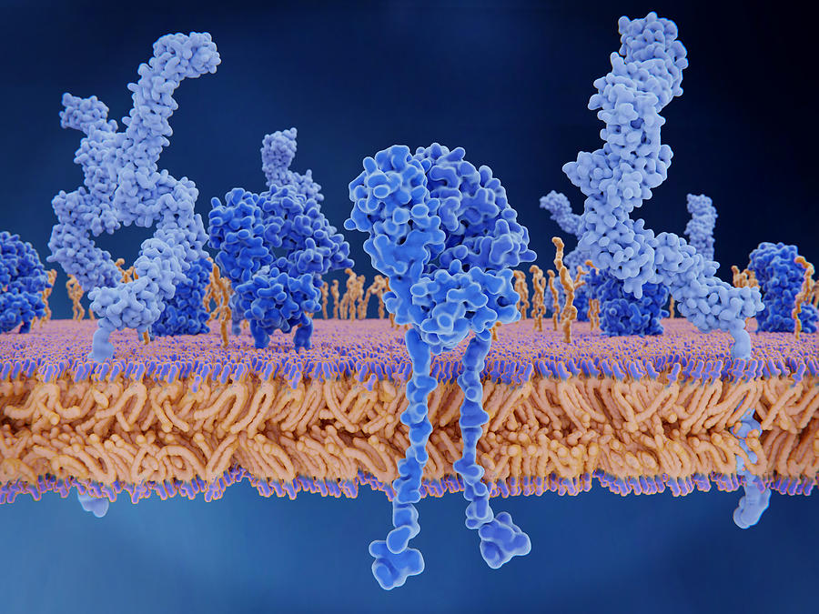 T-cell Receptors And Cd4 Molecules Photograph by Juan Gaertner