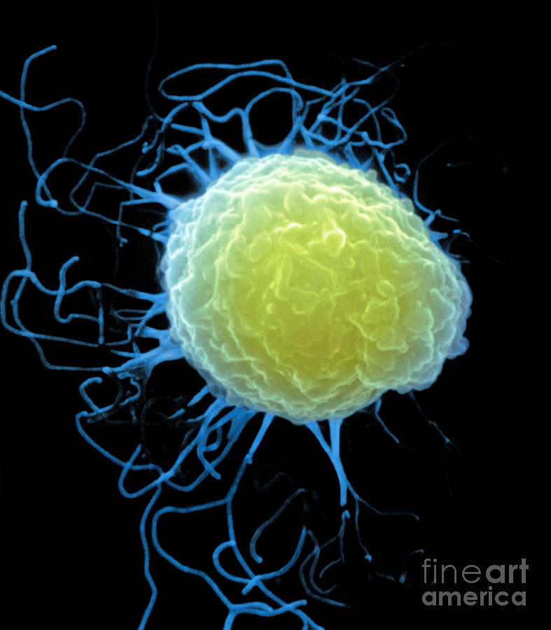 T-cell Photograph by Stem Jems