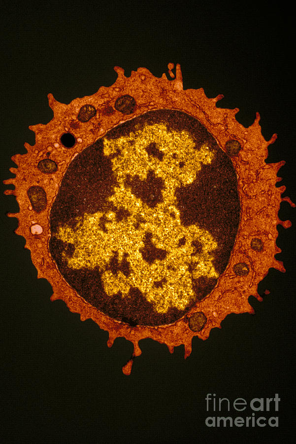 T-lymphocyte Photograph by David M. Phillips