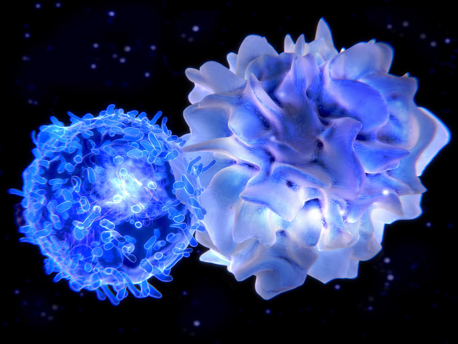 T-lymphocyte Interacting With An Photograph by Juan Gaertner