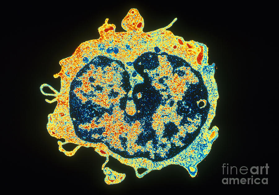 T-lymphocyte Tem Photograph by David M. Phillips