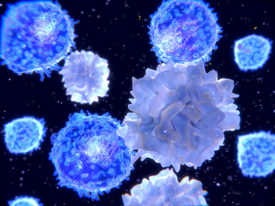 T-lymphocytes Interacting Antigen Photograph by Juan Gaertner