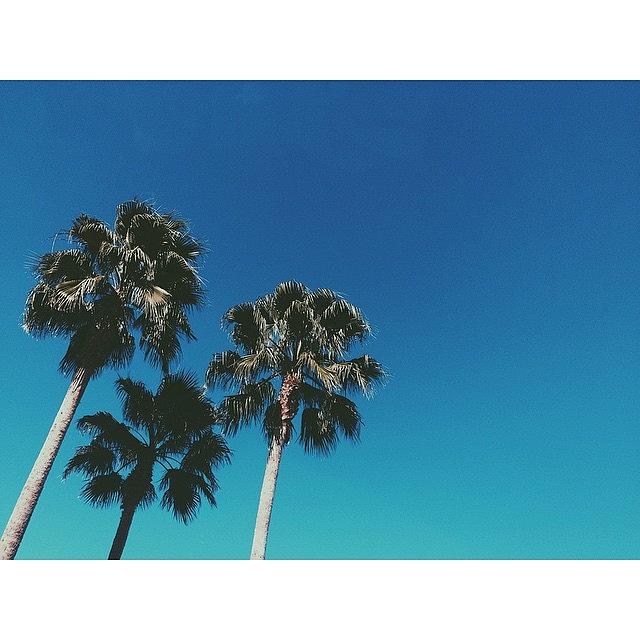 Summer Photograph - 3 Palms by Blake Fountain 