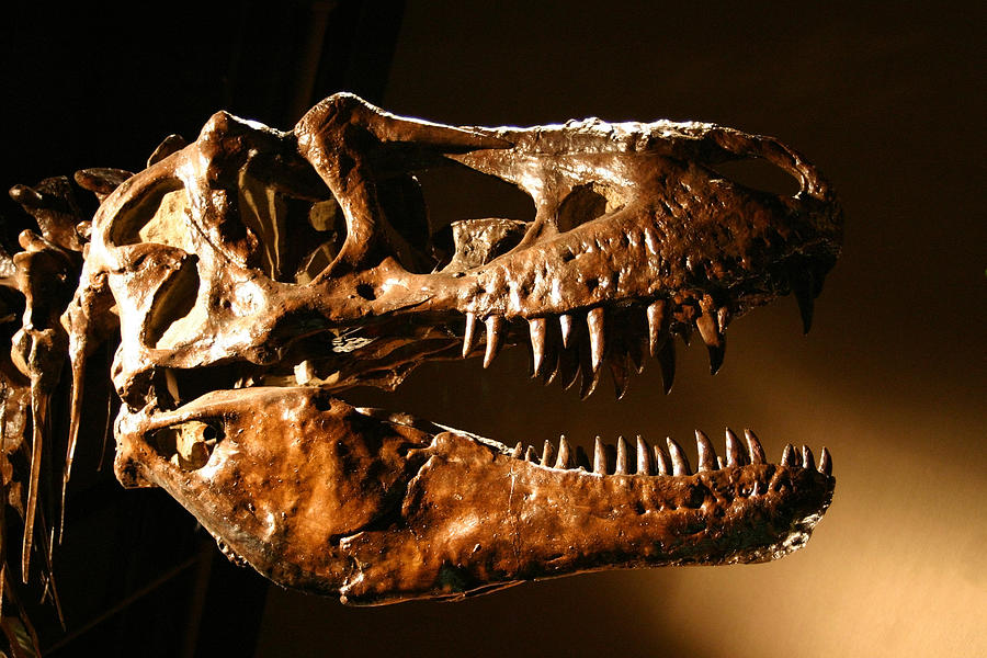 T-Rex Dinosaur Skull, Sharp Teeth Abound! Photograph by DavidHCoder