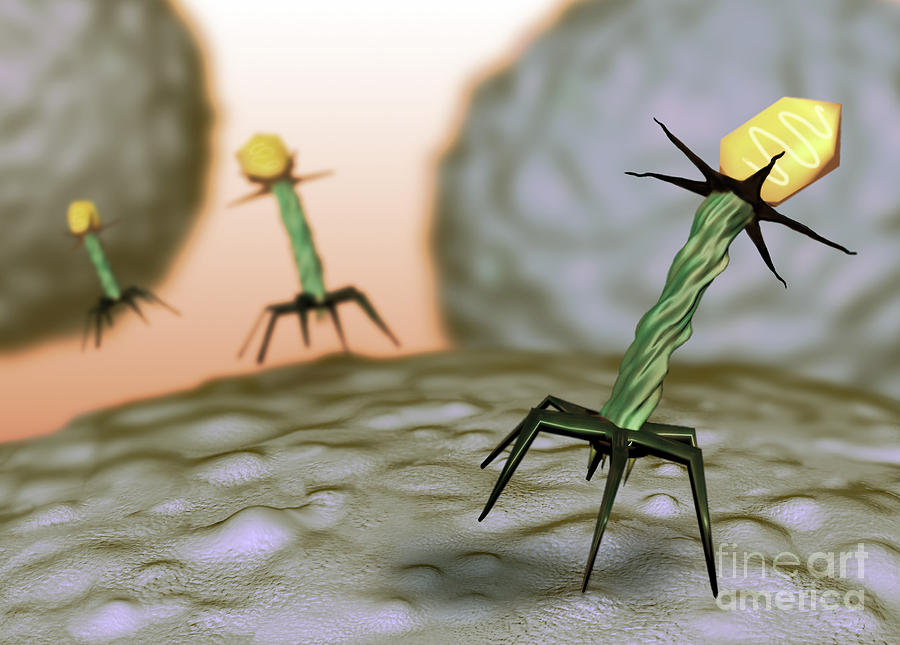 Illustration Photograph - T4 Bacteriophage, Illustration by Spencer Sutton