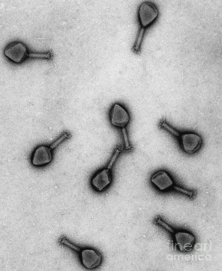T4 Bacteriophages, Tem Photograph by Lee D. Simon