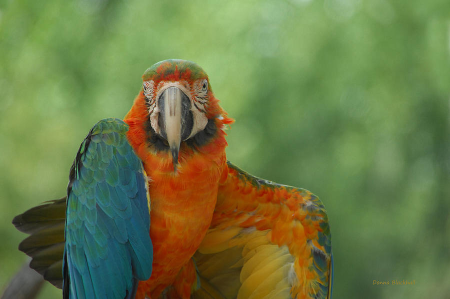 Parrot Photograph - Ta Da by Donna Blackhall