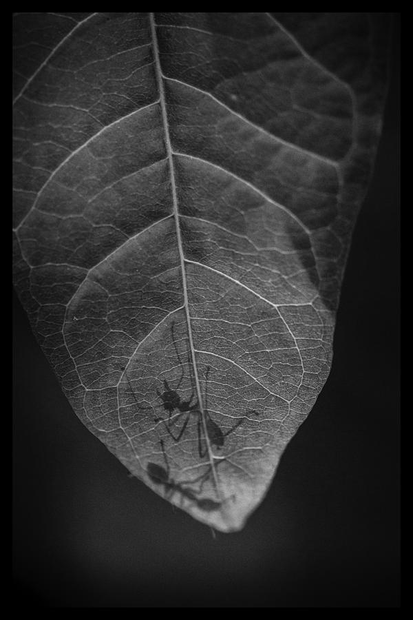 Insects Photograph - Ta Pra Mok Ants by David Longstreath