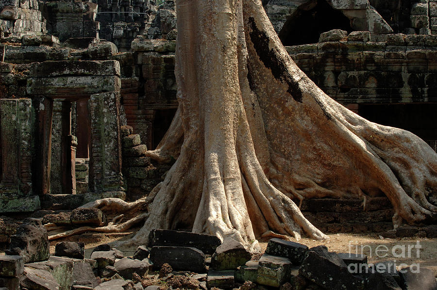 Tree Photograph - Ta Prohm Cambodia by Bob Christopher