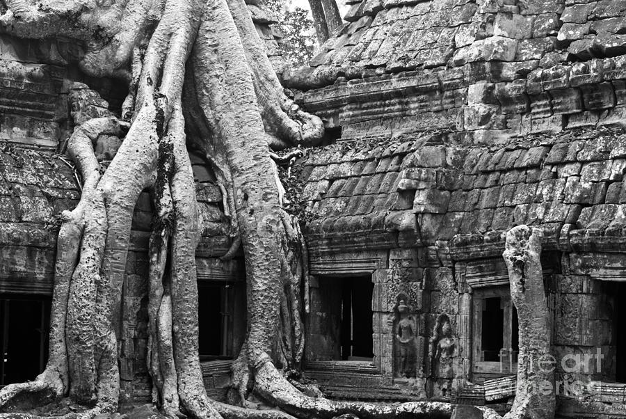 Ta Prohm Roots And Stone 01 Photograph by Rick Piper Photography