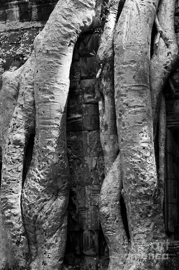 Ta Prohm Roots And Stone 04 Photograph by Rick Piper Photography