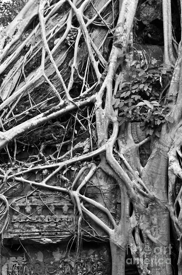 Ta Prohm Roots And Stone 08 Photograph by Rick Piper Photography