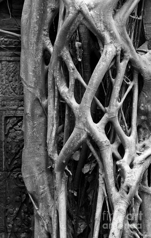 Ta Prohm Roots And Stone 10 Photograph by Rick Piper Photography