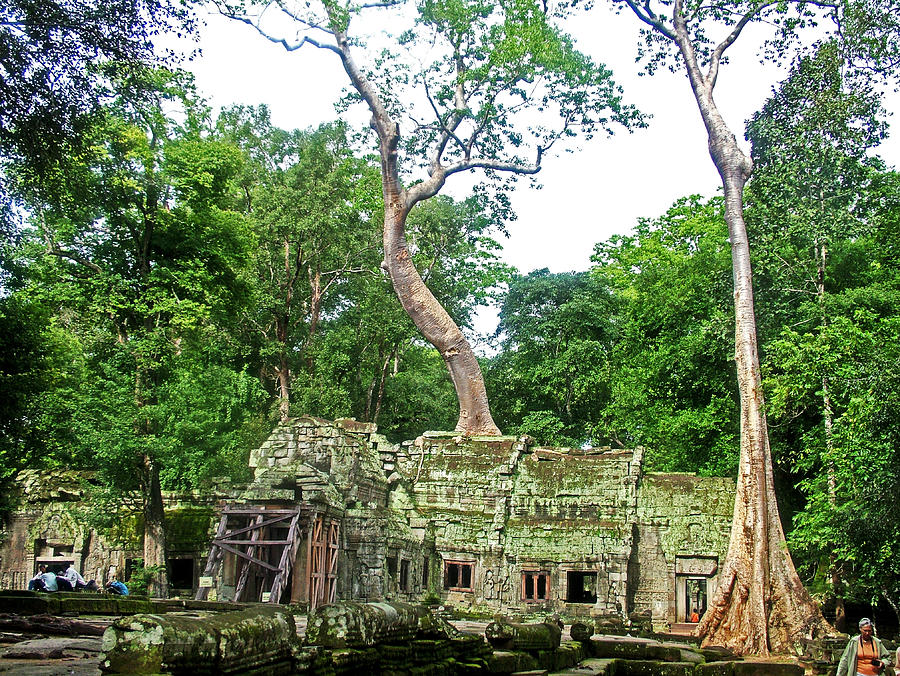 Red Silk Cotton Trees at Ta Prohm, Cambodia  Photograph by Ruth Hager