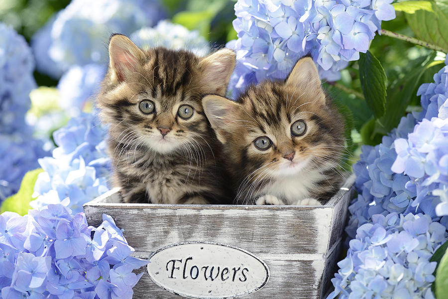 Cat Photograph - Tabbies by MGL Meiklejohn Graphics Licensing