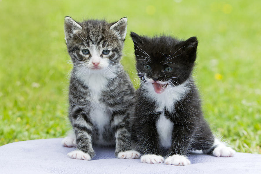 Tabby And Black Kittens Photograph by Duncan Usher