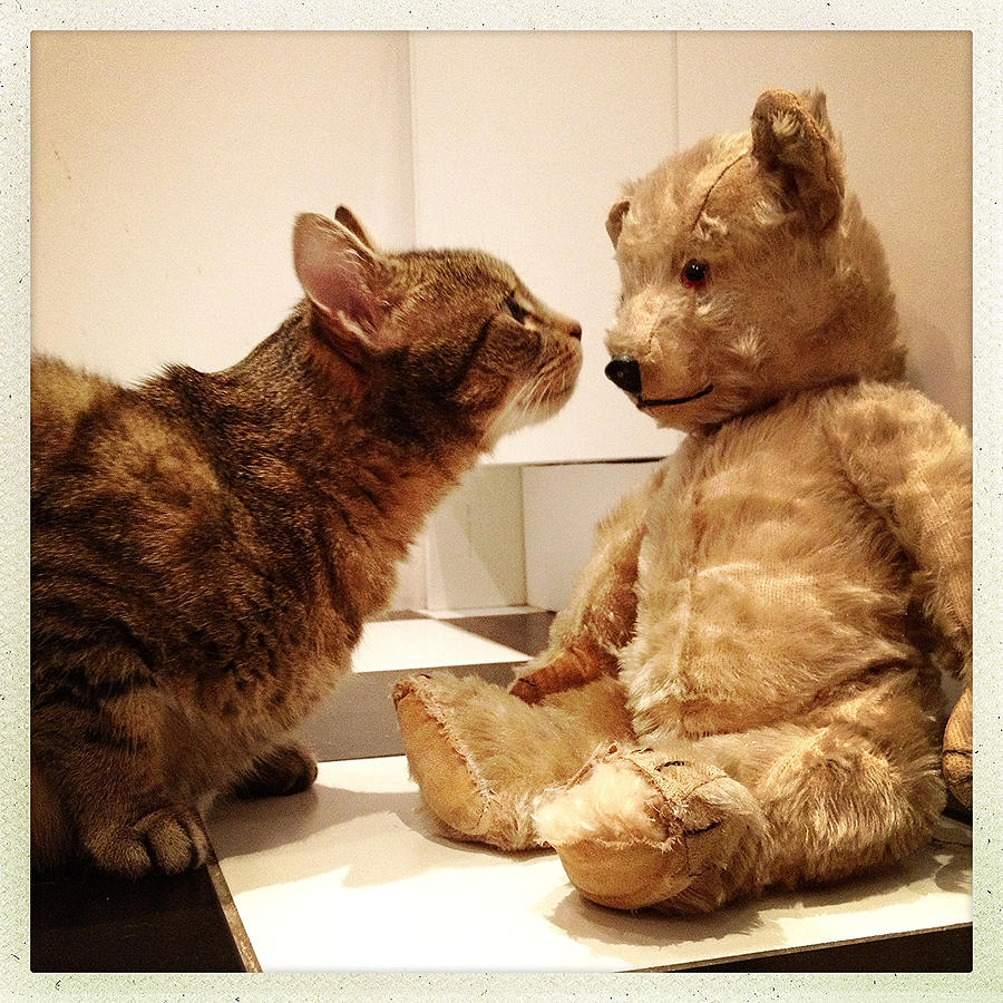 Tabby and Teddy Photograph by Louise Morgan
