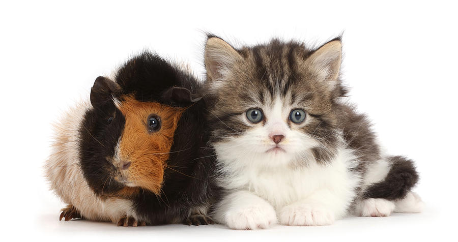 Tabby-and-white Kitten With Guinea Pig Photograph by Mark Taylor