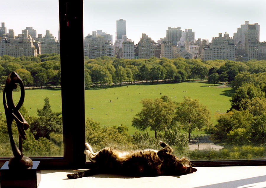 Tabby Cat And Central Park View Photograph by Joan Baron