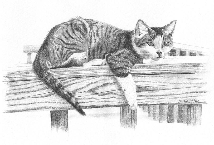Tabby Cat Drawing by Dustin Miller