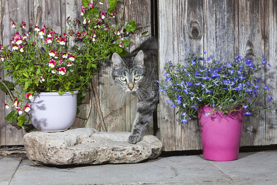 Tabby  Cat Emerging From Shed Photograph by Duncan Usher