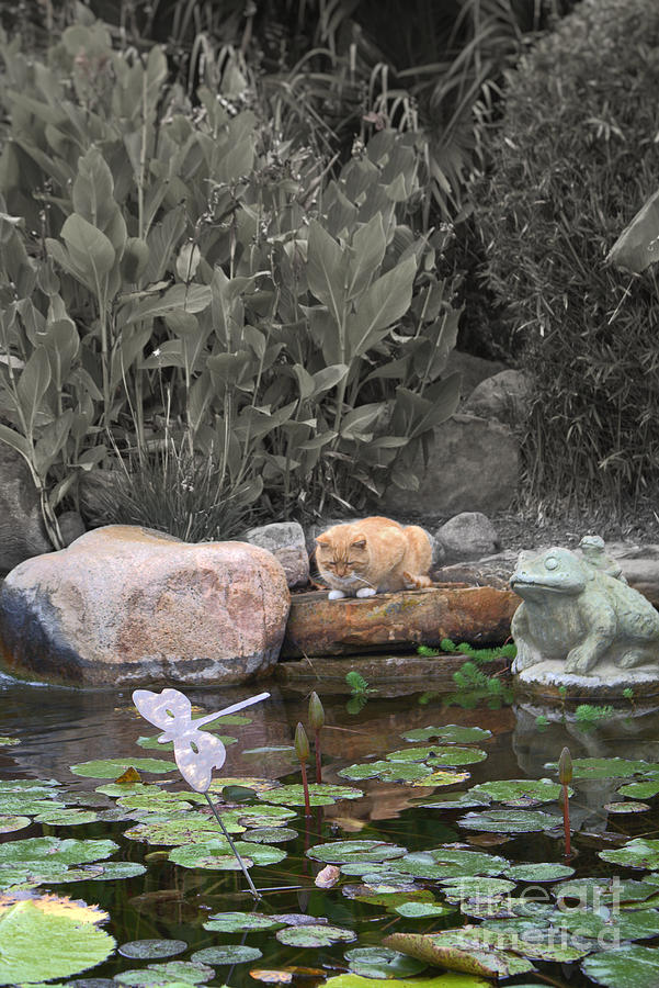 Tabby Cat Fishing At The Pond Photograph by Ella Kaye Dickey