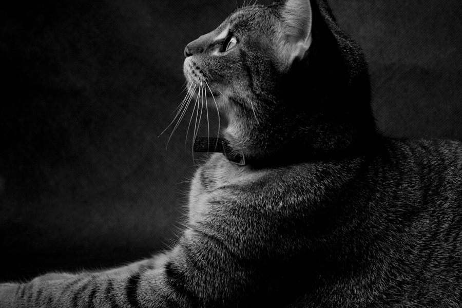 Cat Photograph - Tabby Cat by Gary Marx