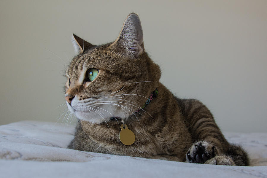 Tabby cat gaze Photograph by Valerie Cason