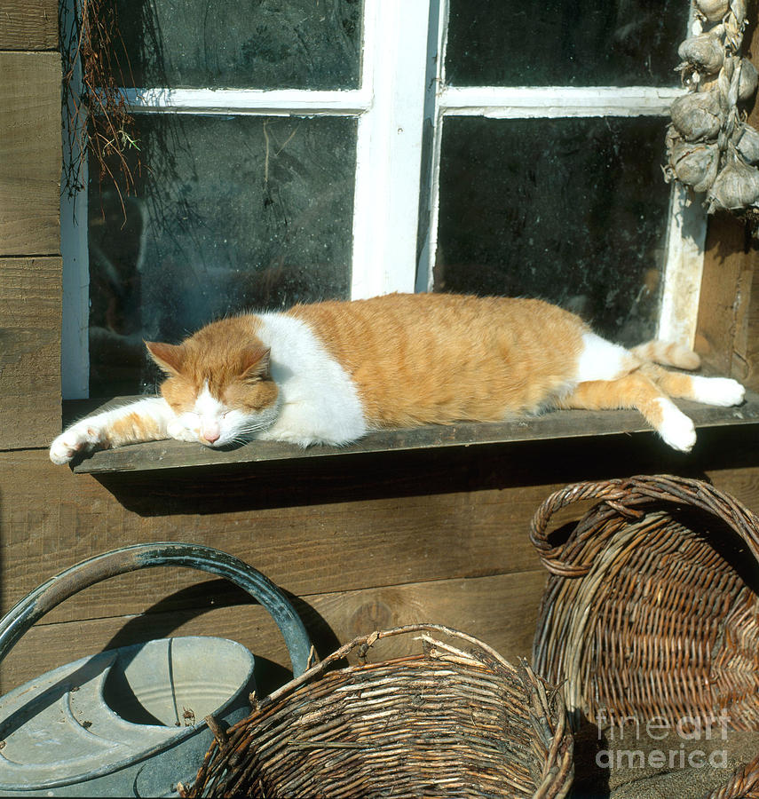 Tabby Cat Photograph by Hans Reinhard