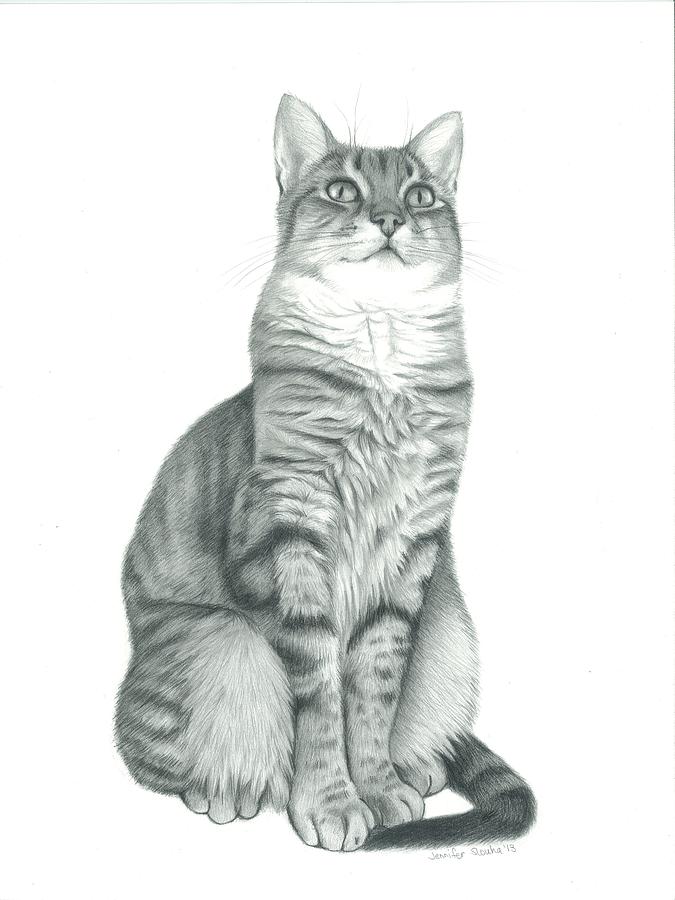 Tabby Cat Drawing by Jennifer Slouha