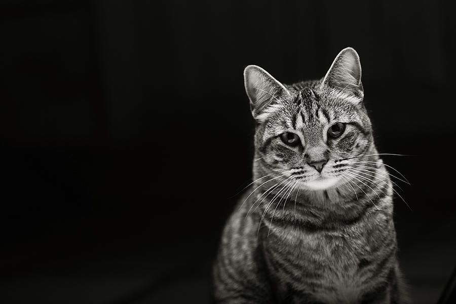 Tabby Cat Photograph by Jennifer Steffen
