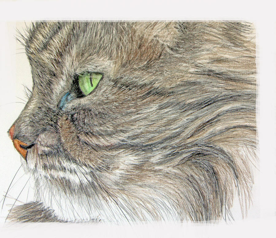 Cat Drawing - Tabby Cat by Mary Mayes
