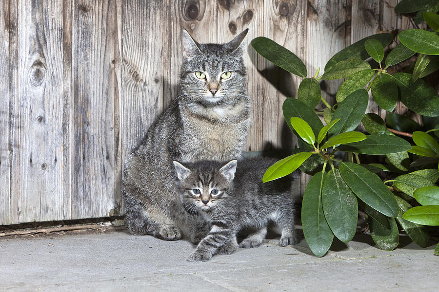 Tabby Cat Mother With Kitten Photograph by Duncan Usher