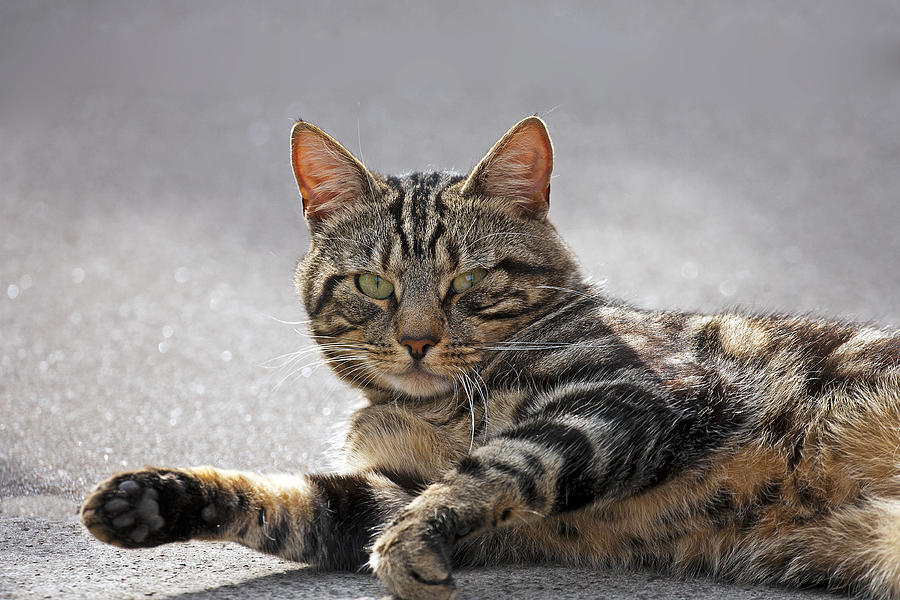Tabby Cat Photograph by Paul Scoullar