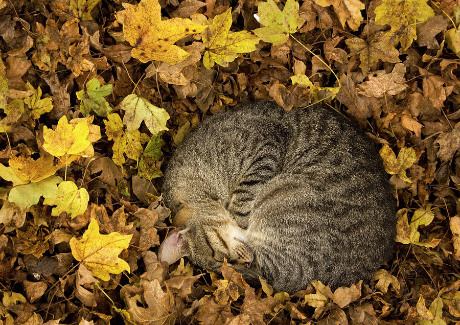 Nature Photograph - Tabby Cat Sleeping by Bob Gibbons/science Photo Library