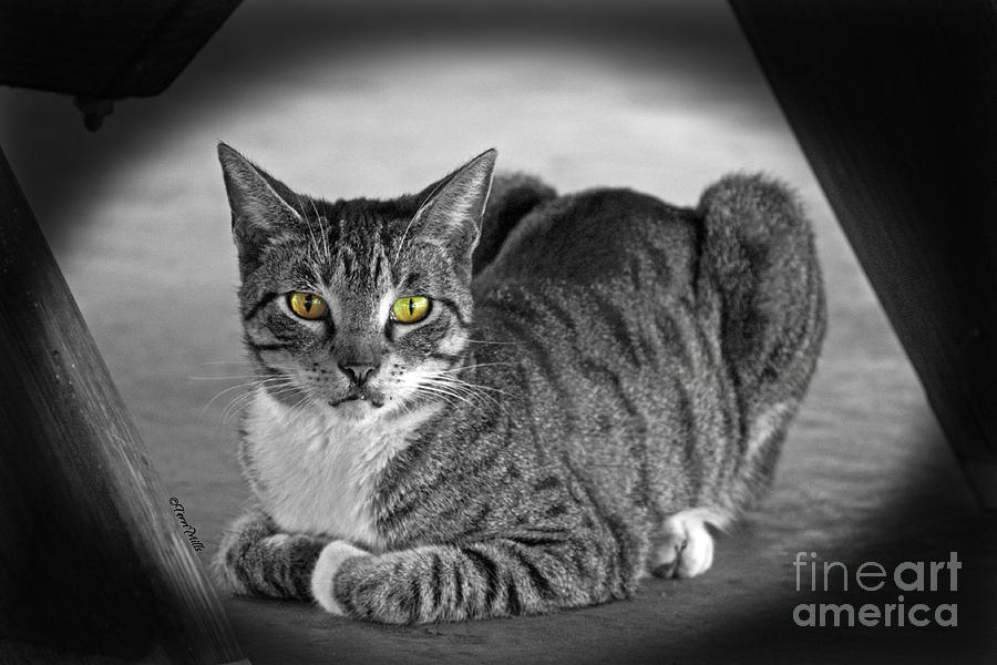 Tabby Cat Photograph by Terri Mills